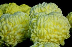 一朵菊花開出七種顏色？用手持氣象站種菊